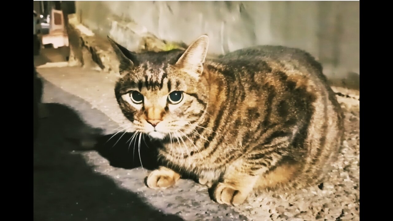 [Instrumental] 🐱A cat I met in front of my house🐈‍⬛