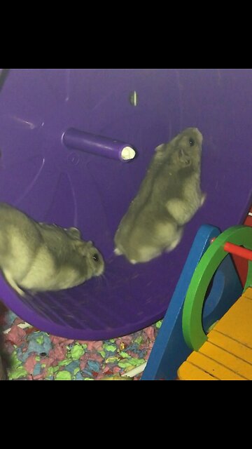 Two hamsters one wheel
