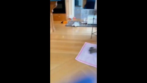 try not to laugh 🤣🤣 | funny animal| shorts 🤣