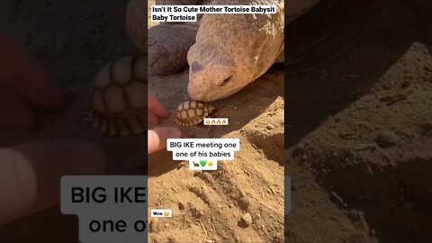 Isn’t It So Cute Mother Tortoise Babysit Baby Tortoise #shorts #animals #wildlife #tortoise