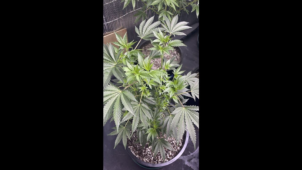 shaggys stash and crunch berry's