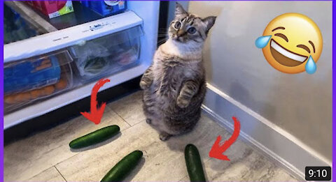 Cat with 3 cucumbers on the side | Funny cats video | Animal Meme 2021| Try not to laugh