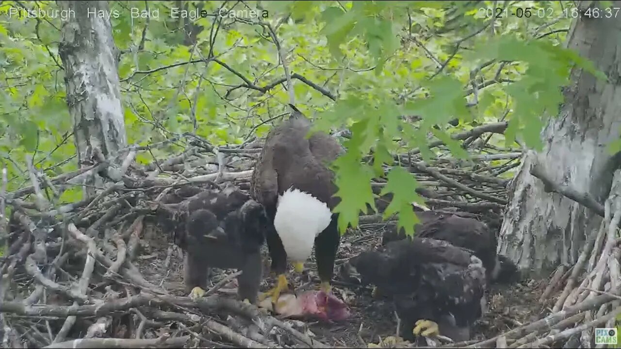 Hays Eagles Mom brings in Red Horse Sucker fish for H13 H14 H15 2021 05 02 16:45