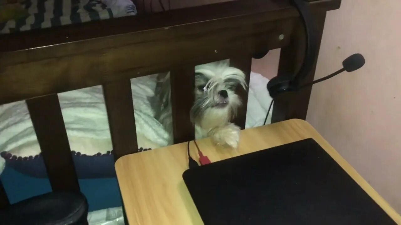 Ang Shih Tzu Na Papansin | Lala Shih tzu