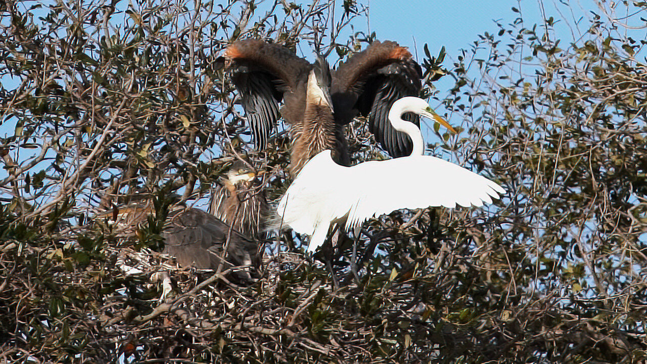 Great Egrets Decide to Nest Next to 4 Great Blue Heron Juveniles