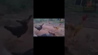 Galo caipira reprodutor #shorts