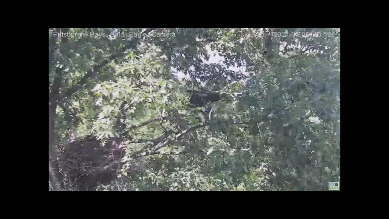 Hays Juvenile H13 fledges 2021 06 06 13:59