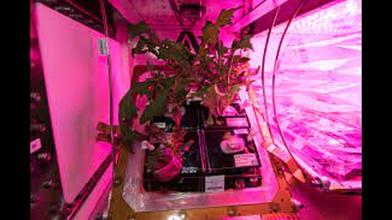 First time ever, fresh food grown in the microgravity environment of space