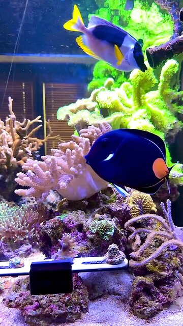 Achilles Tang drive by
