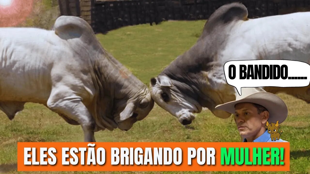 Porque TOUROS Brigam?