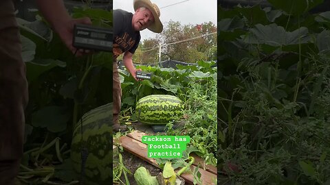 Watermelon Coast on down #bubba #funnyshorts #watermelon