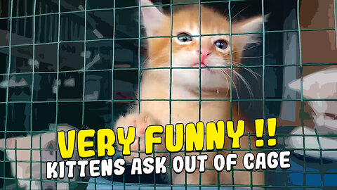 CUTE KITTENS, THESE KITTENS WANTED TO GET OUT OF THE CAGE