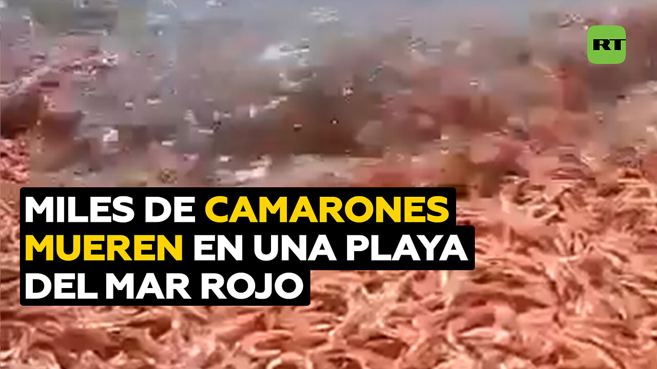 Hallan cientos de miles de camarones muertos en una playa del mar Rojo