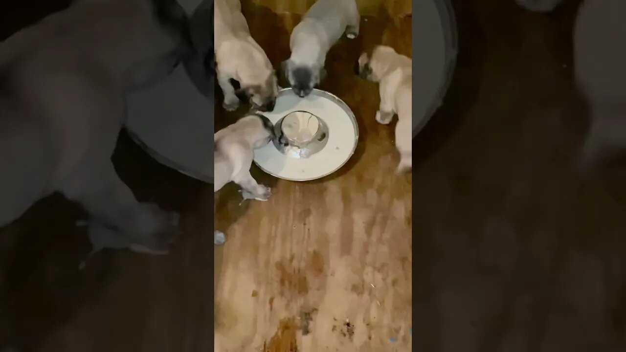 ASC’s Cowboy x ASC’s Machete pups-4 wks old #bandogs #workingdog #gamedog #protectiondogs #catchdog