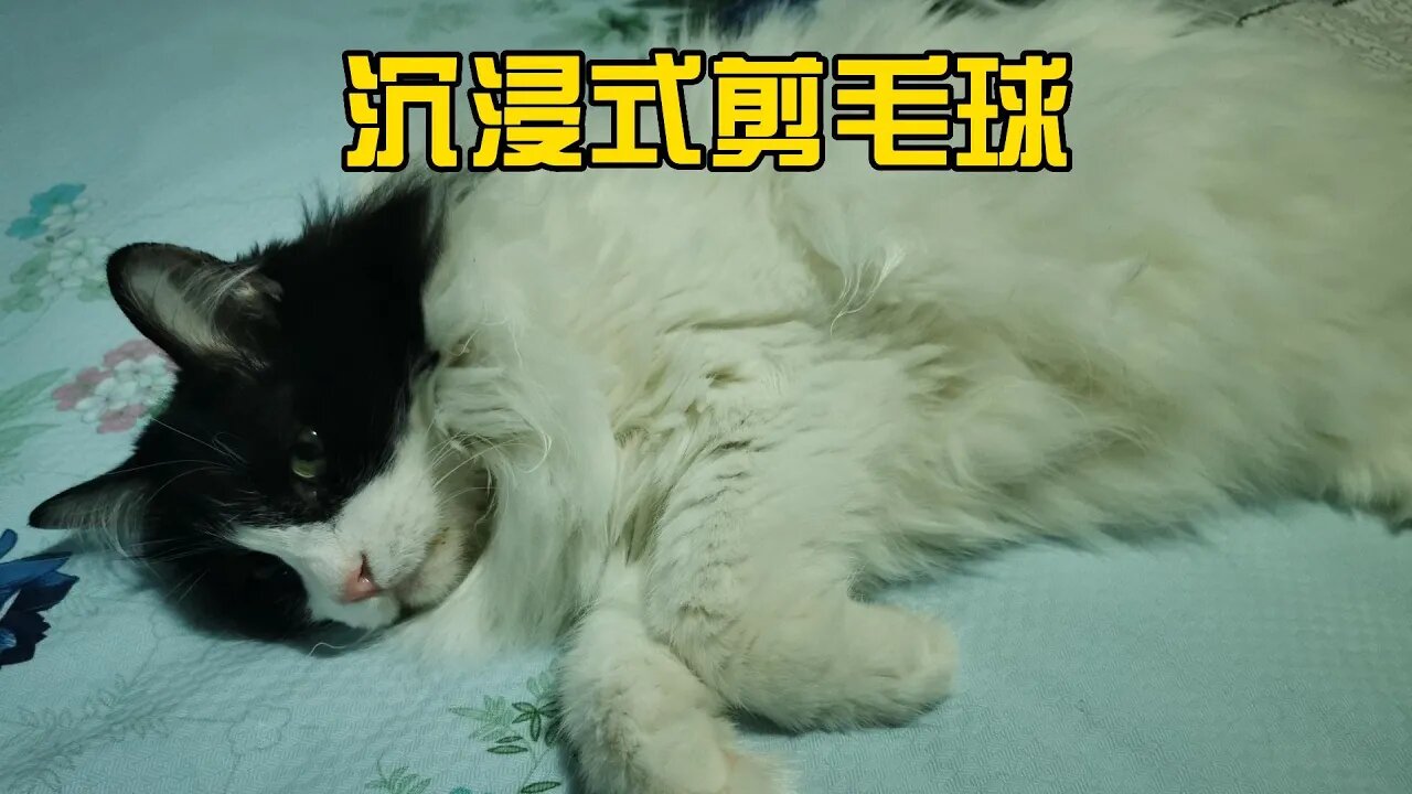 12岁的长毛猫猫：沉浸式剪毛球