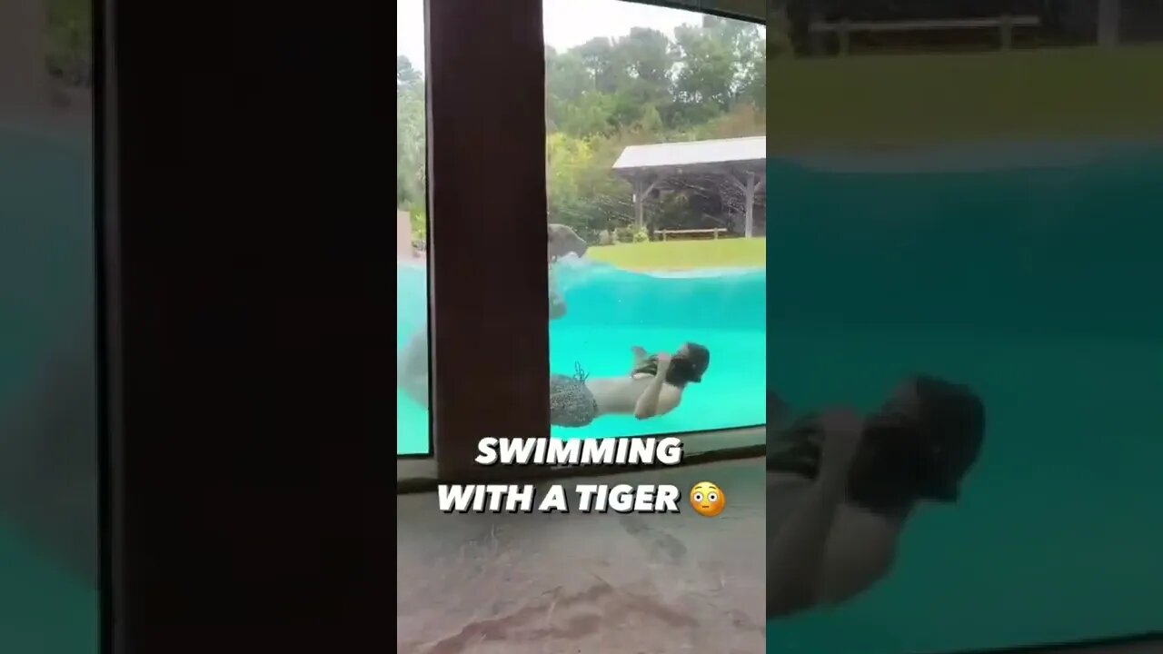 This job is next level 🔥🔥🔥😳😳😳#shorts #mlbcentral #tiger #tigerking