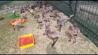 SOUTH AFRICA - Durban - The progress of the rescued flamingo chicks (Video) (csy)