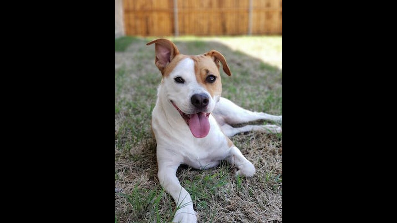 Funny Dog,Dog Funny,