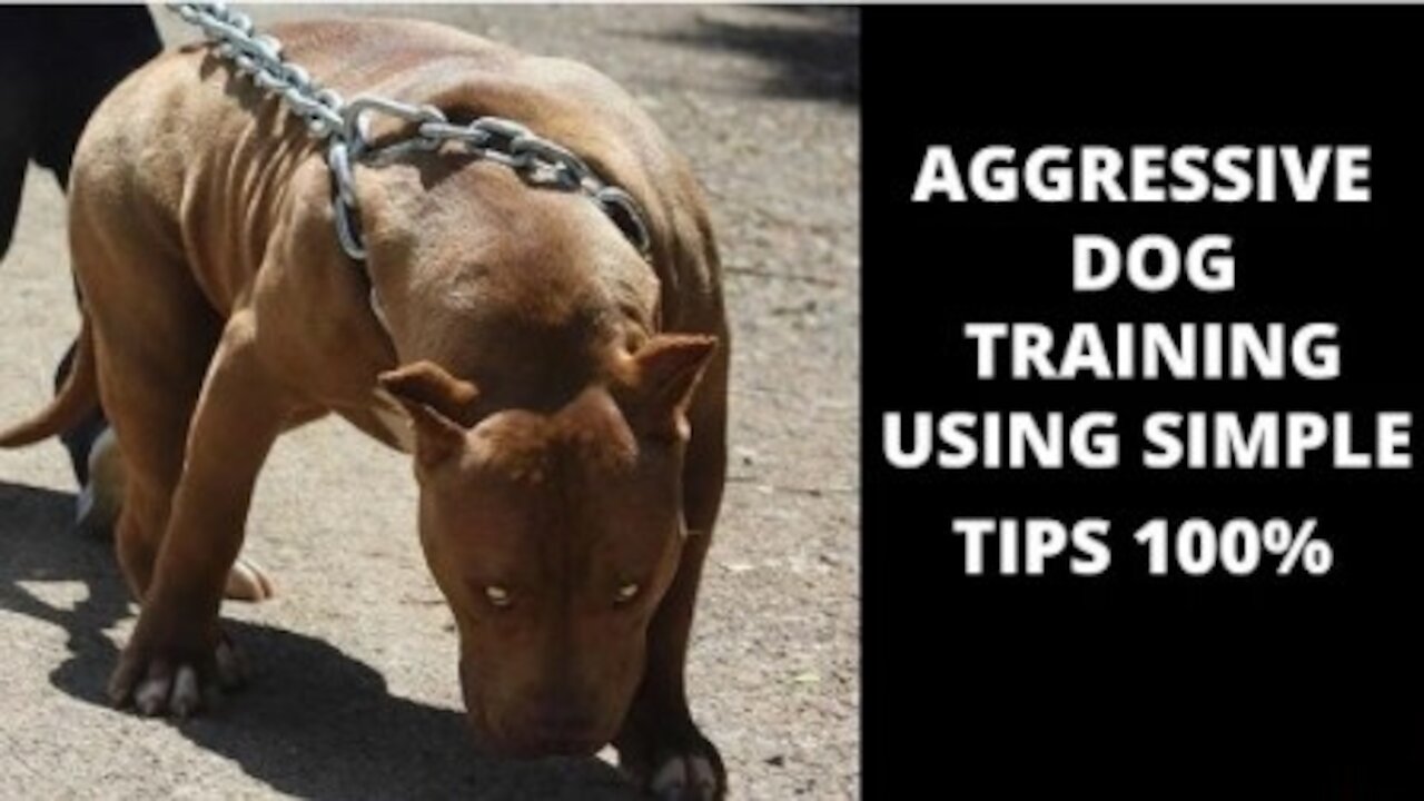 How to train your dog to be aggressive