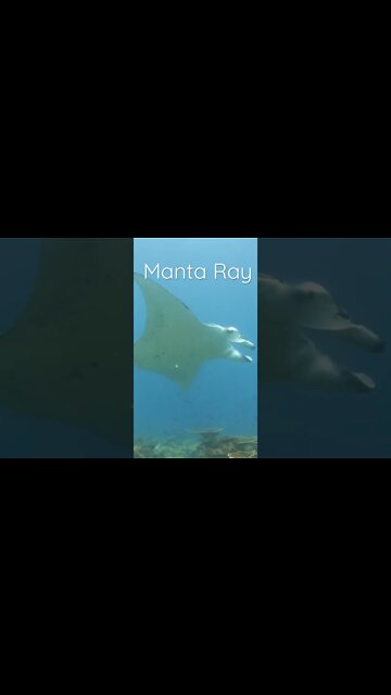 Manta Ray Sightings in Maldives | #mantaray #underwater #diving