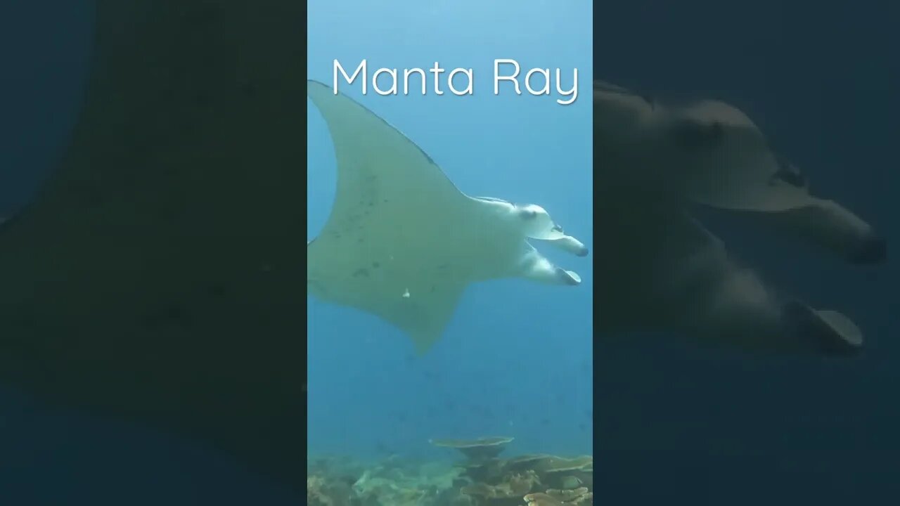 Manta Ray Sightings in Maldives | #mantaray #underwater #diving