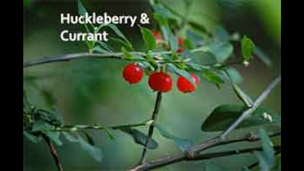 PFTTOT Part 157 Benefits of Huckleberry and Currant