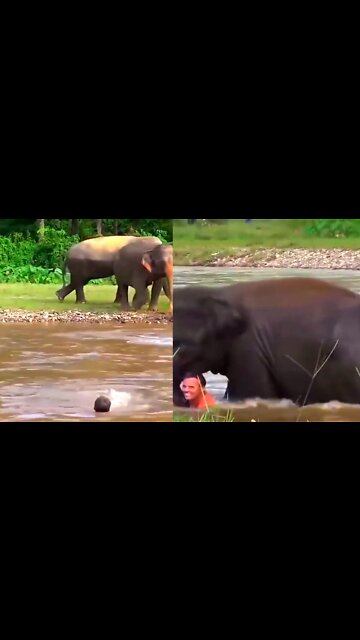 Elephant rescueing a man | so Amazing💕😍 | #dog #Entertainment #rumble