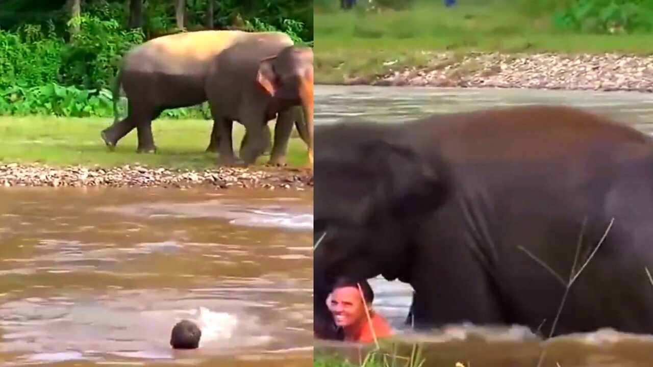 Elephant rescueing a man | so Amazing💕😍 | #dog #Entertainment #rumble
