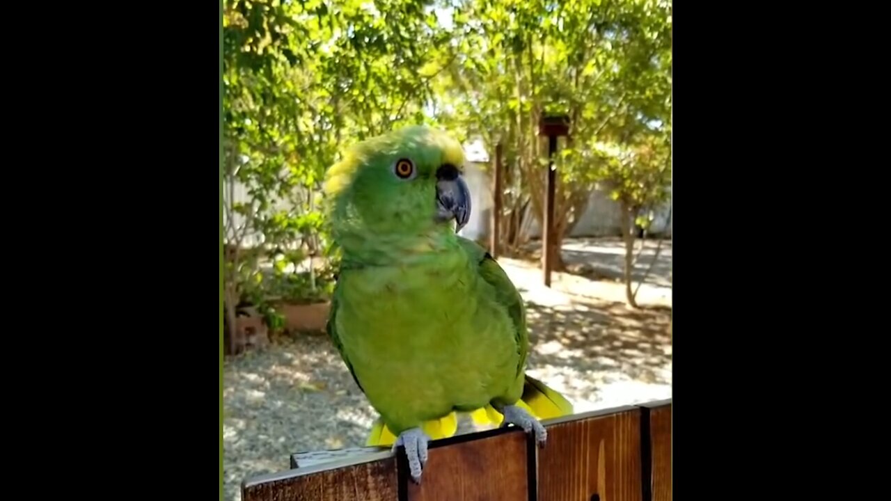 Cute Bird Talking Like a Human | Cute Bird Compilation