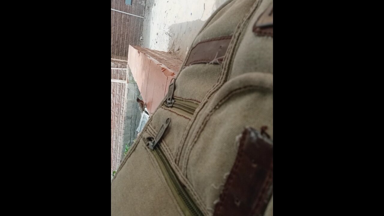 Egyptian Rare Bird Feels scared when I sit next to it