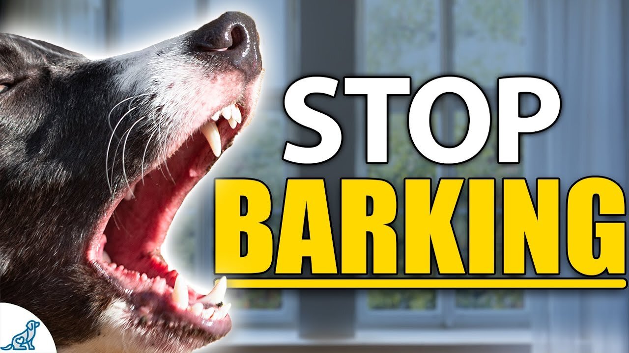 STOP Your Dog From Barking Indoors - Complete Guide