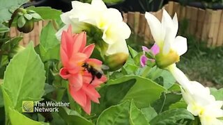 Big bumble bee floats from flower to flower