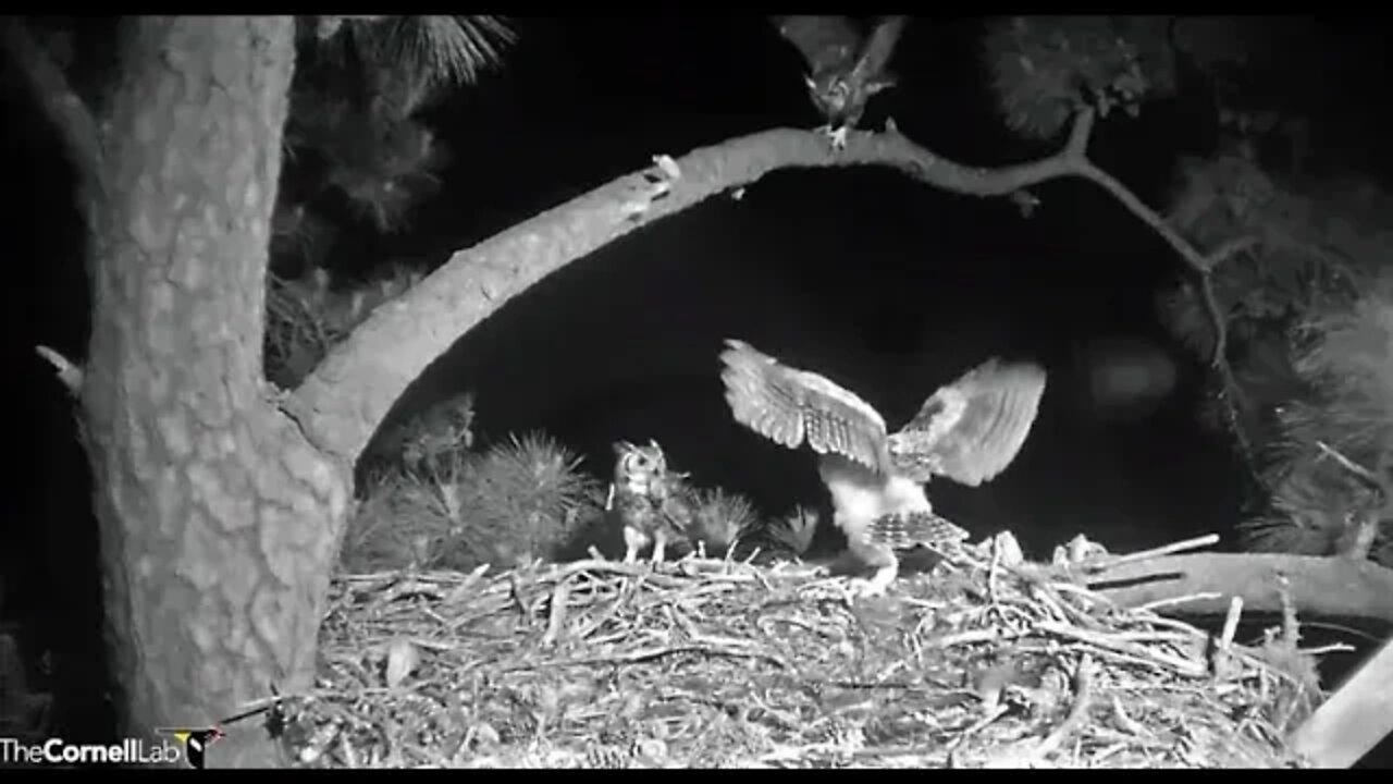 Dad Returns With a Smaller Bird 🦉 4/12/22 00:40