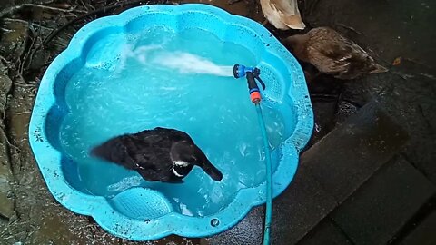 Sticky's first time in the pond 18th August 2021