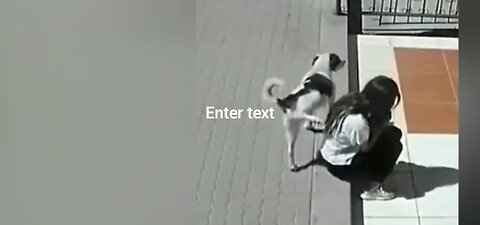 funny cat