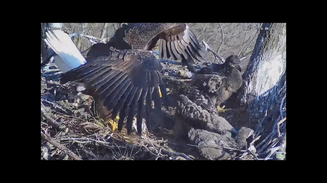 Hays Bald Eagles Mom brings Grass Clump Eaglets investigate 2022 04 24 816am