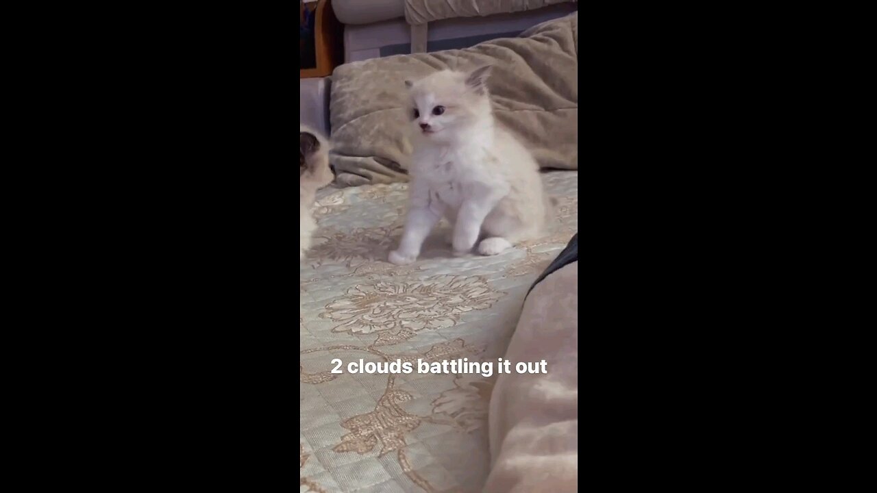 Cutie pie 😺😺