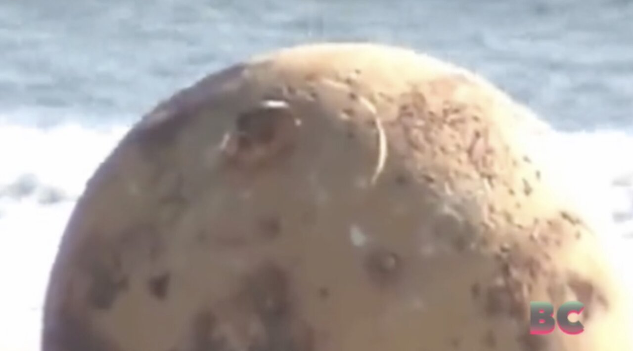 A mysterious, large metal ball was discovered on a beach in Japan, prompting investigation