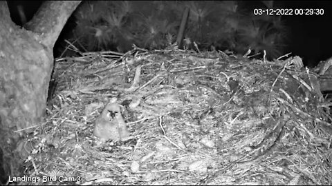 Owlet Eats The Rat That Dad Brought 🦉 3/12/22 00:27