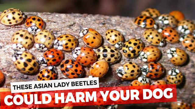 You Probably Think Those Are Just Ladybugs In Your House, The Truth Is Much More Dangerous