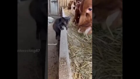 Cat on cat walk 🤣