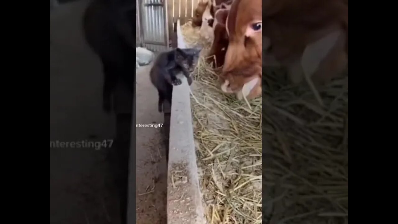 Cat on cat walk 🤣