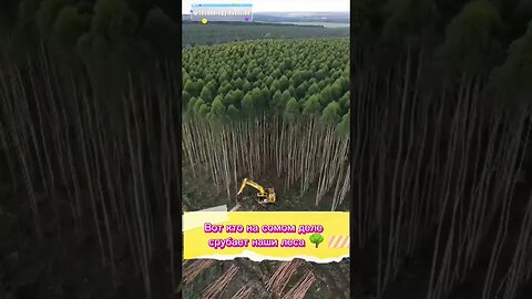 Лес был посажен человеком для вырубки.🌳