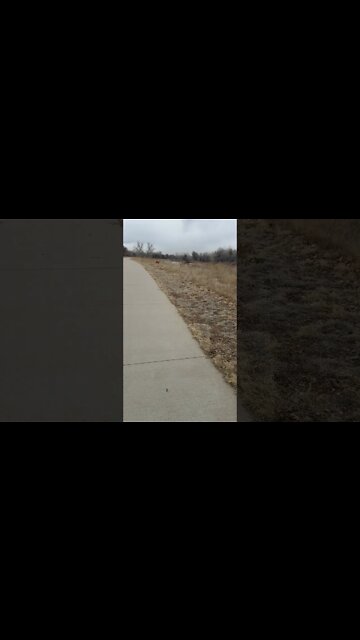 Hey Punk Gimmie the Ball!