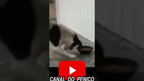 Esse ai, não Gostou Muito da Ração não #shorts