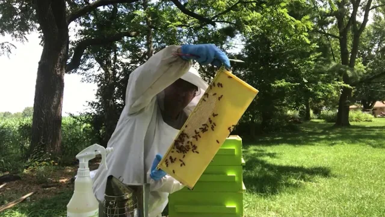 July 27, 2019 Hive#2, OTS Split results. Search for the Queen.