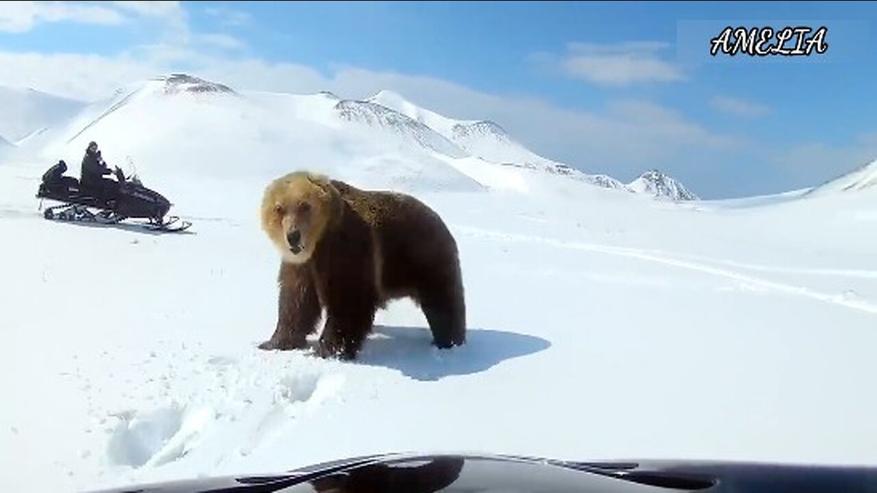 bear attack in human