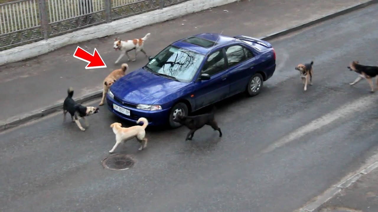 Čopor pasa lajao na parkirani auto, pokazalo se da su heroji!