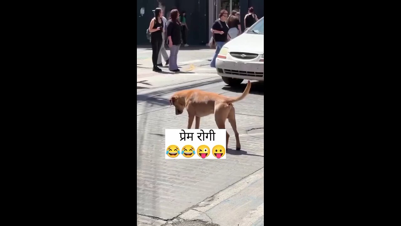 dogs funny 🤣🤣 video