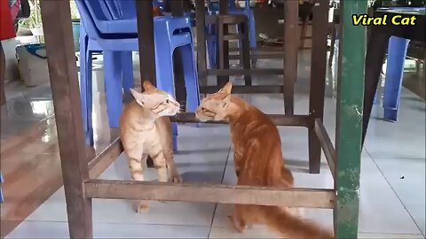 funny cat videos